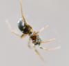 Tenuiphantes sp.